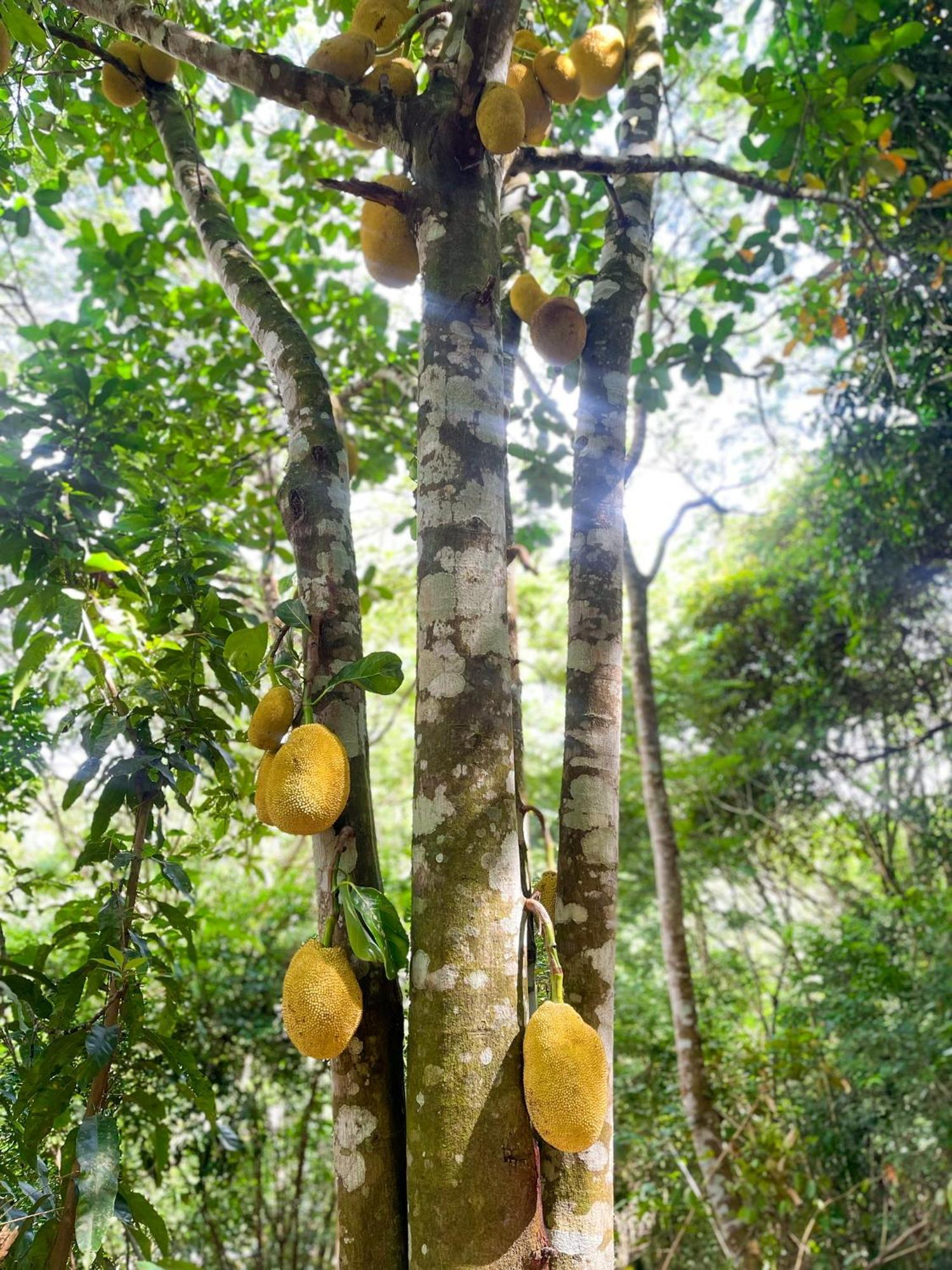 Olho D'Agua Pousada グアラミランガ エクステリア 写真